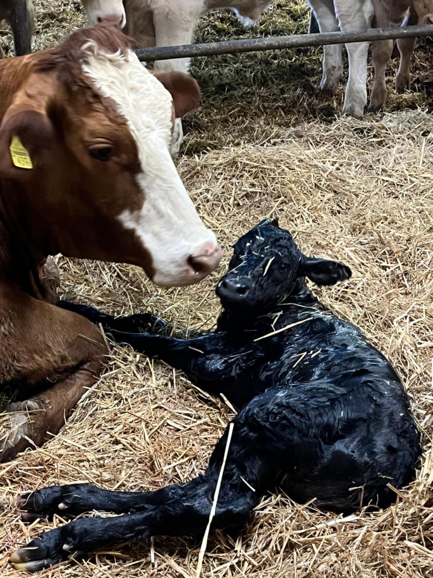 Ferienwohnung Auf Bauernhof Mit Hotpot Und Sauna Sumiswald Esterno foto